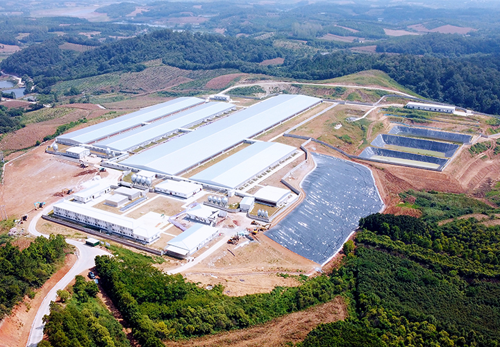 湖北當陽明月山6000種豬場